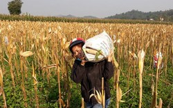 Mùng 5 Tết, nông dân nô nức xuống đồng mong vụ mùa bội thu