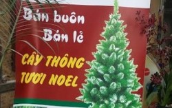 'Săn' cây thông tươi đón Giáng sinh