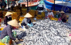 Đề nghị Chính phủ tiếp tục hỗ trợ ngư dân miền Trung 