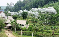 Trồng cam rầm rộ tại Hà Tĩnh: Tiềm ẩn rủi ro