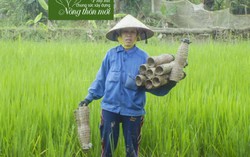 Nữ nông dân thu 2,8 tỷ/năm từ con rươi, con cáy