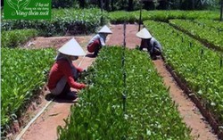 Phụ nữ Nghĩa Hành: 8 tiêu chí góp phần đổi mới bộ mặt nông thôn