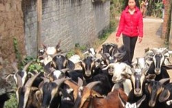 Hội viên phụ nữ thoát nghèo nhờ đàn dê 
