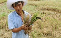 Xin hơn 10 nghìn tỷ đồng chống hạn, ngập mặn 