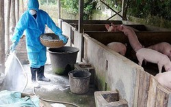Lợn bị tiêu hủy do dịch tả châu Phi, người chăn nuôi có được hỗ trợ? 