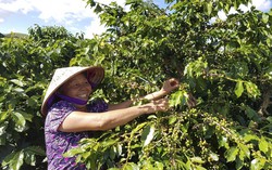 Ngoài 16 loại nông sản được cấp văn bằng bảo hộ, còn nhiều đặc sản chỉ Sơn La mới có