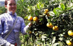 Mãn nhãn cam Canh được mùa, được giá