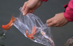 Xả rác sau lễ cúng ông Táo