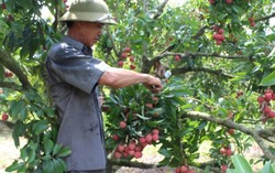 Vải ra quả từ thân cây 'cháy' hàng 