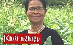 50 tuổi khởi nghiệp với thức uống từ bồ công anh 