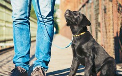 Những quy định bắt buộc đối với người nuôi chó