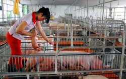 Giá heo hơi giảm mạnh bất thường