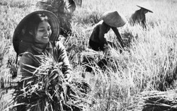 Nhìn lại phong trào “Ba đảm đang” qua ảnh