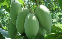 Xoài Việt Nam được bán tại các siêu thị lớn của Hàn Quốc