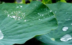 Lá sen không phải là ‘cứu tinh’ cho người béo