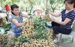 Thông tin giá nhãn Hưng Yên chỉ 4.000 đồng/kg là thất thiệt