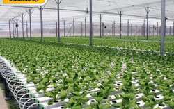 VinEco đạt danh hiệu Hàng Việt Nam chất lượng cao 2017