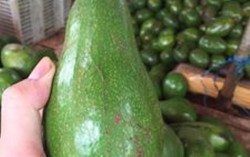 Bơ, sầu riêng Đắc Lắc mới ra quả, Hà Nội đã tràn ngập trái chín cây