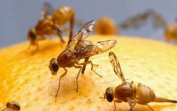 Cách đơn giản để côn trùng không ‘ghé thăm’ nhà ngày hè