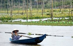 Làng rau nhút thủy sinh 'độc nhất vô nhị' ở Đồng Tháp