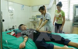 Điện Biên: 11 học sinh nhập viện vì bị đàn ong tấn công trong giờ học