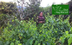 Gương điển hình về mô hình phát triển kinh tế từ cây rau bò khai