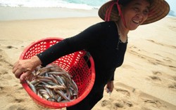 Tháng 10/2016, tiền đền bù sự cố Formosa đến tay ngư dân