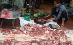 Người dân vừa tự mổ lợn bán vừa khóc ròng