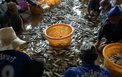 50.000 lao động 'chui' có cơ hội làm hợp pháp tại Thái Lan