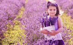 Chiếc áo màu tím biếc của Provence