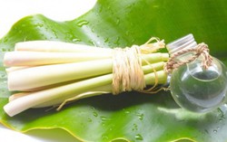 Tự chế tinh dầu sả chống muỗi tại nhà 