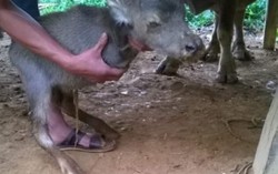Phú Thọ xuất hiện con nghé 2 chân
