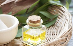 Dược sĩ hướng dẫn dùng tinh dầu tràm phòng ngừa virus cúm A/H5N1 và H1N1