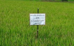 Chuyển đổi để phát triển