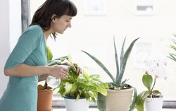 'Bí kíp' lựa cây cảnh trồng trong nhà và chăm sóc cây đúng cách