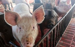 TP.HCM tập trung ngăn chặn dịch tả heo châu Phi
