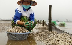 Ngao chết, hàng nghìn nữ lao động có nguy cơ mất việc