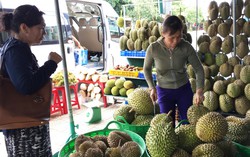 Mùa cây rộ trái, người tiêu dùng tha hồ chọn các loại quả ngon, rẻ