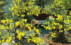 Chủ vườn kích mai nở sớm tô sắc cho Sài thành