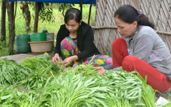 Sức sống xanh từ 'Ngày Chủ nhật nông thôn mới' ở Bến Tre