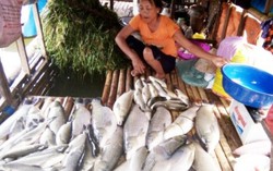 Lúa trổ đòng ven sông Bưởi quay quắt chờ nước