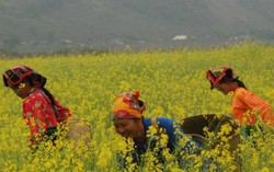 Tết dương lịch 2018: Giá phòng nghỉ tăng hơn 50% tại nhiều khu du lịch