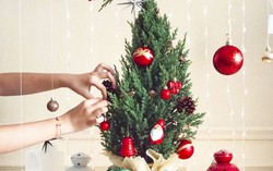 Giá chỉ từ 250.000 đồng nhưng cây thông Noel tươi chưa hấp dẫn người mua