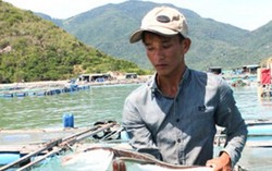 Đến lượt vịnh Cam Ranh cá chết hàng loạt