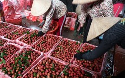 Vải Lục Ngạn mất mùa do thời tiết