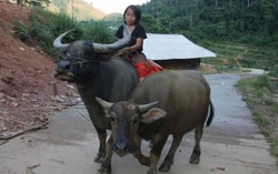 Tai nạn hy hữu làm cháu bé 9 tuổi tử vong