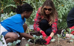 Bà Melania Trump trồng rau trong vườn Nhà Trắng