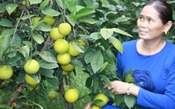 Đệ nhất cam Vinh 