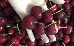 Cherry loạn giá vì hàng Trung Quốc, vừa ăn vừa run 
