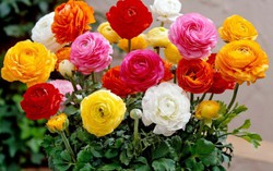 Hoa lạ 8/3: Mao lương, phi yến, hồng xanh 